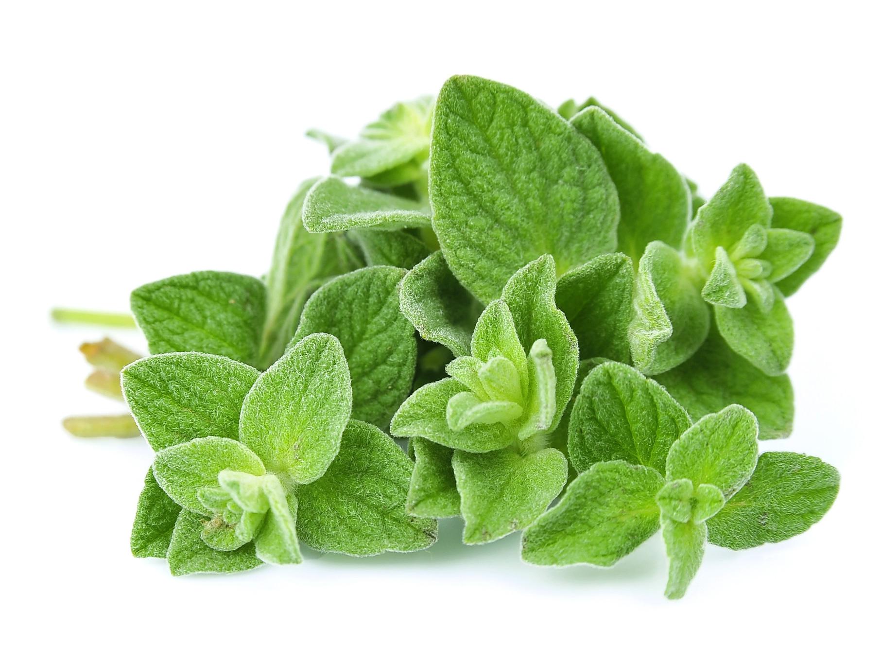 Prémium Szárított Oregánó(Szurokfű) 9g kiszerelés